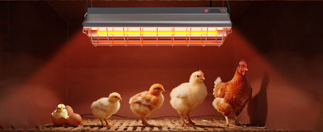 China supplier piglet heat lamp